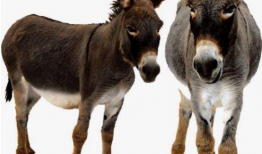 大马配小驴视频,大马与小驴的欢乐互动瞬间